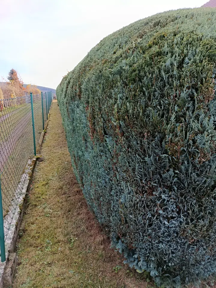 Hecke am Zaun — Arbeit von DeinHandwerker24, Schmalkalden