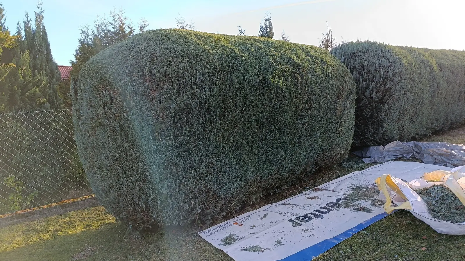 Hecke in Form geschnitten — Arbeit von DeinHandwerker24, Schmalkalden