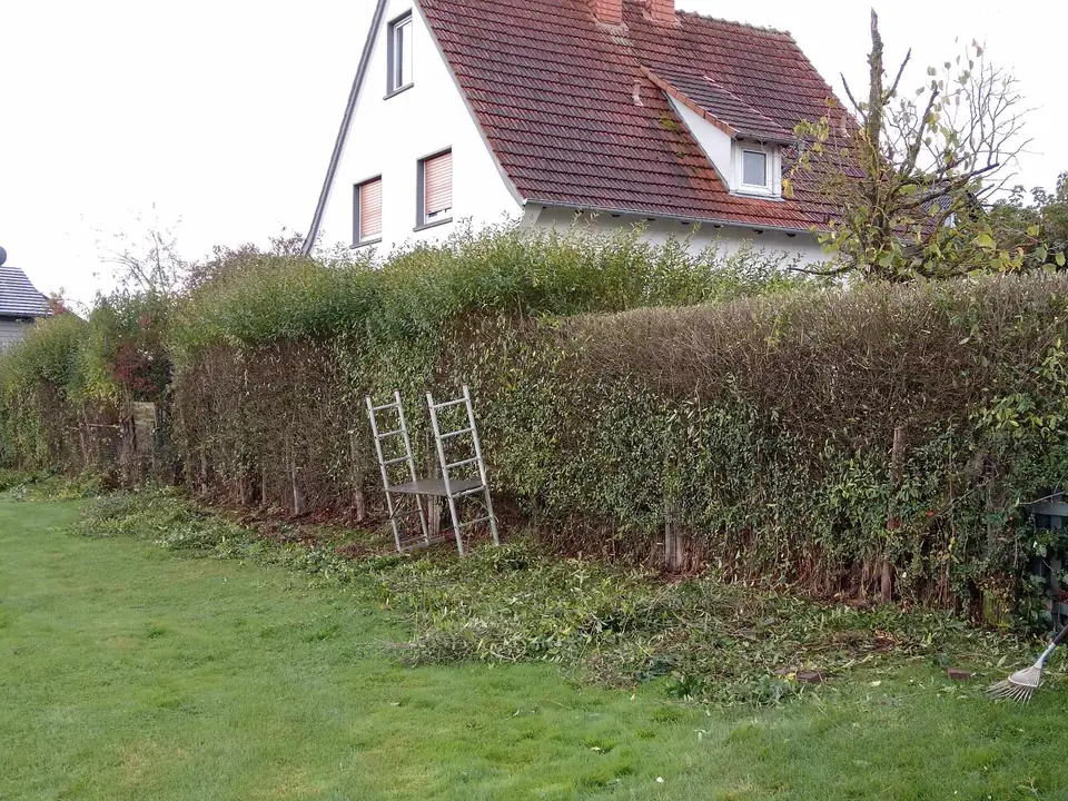 Zurückgeschnittene Hecke mit Anlegeleiter — Arbeit von DeinHandwerker24, Schmalkalden