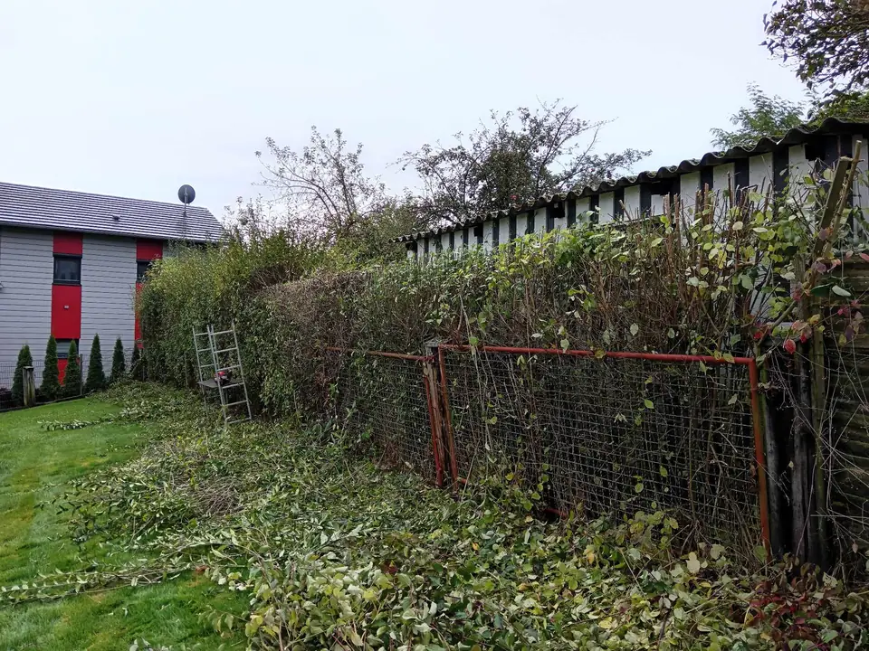 Rückschnitt bis an den Zaun — Arbeit von DeinHandwerker24, Schmalkalden