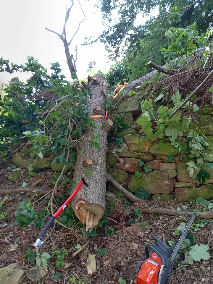 Baum gefällt — Arbeit von DeinHandwerker24, Schmalkalden