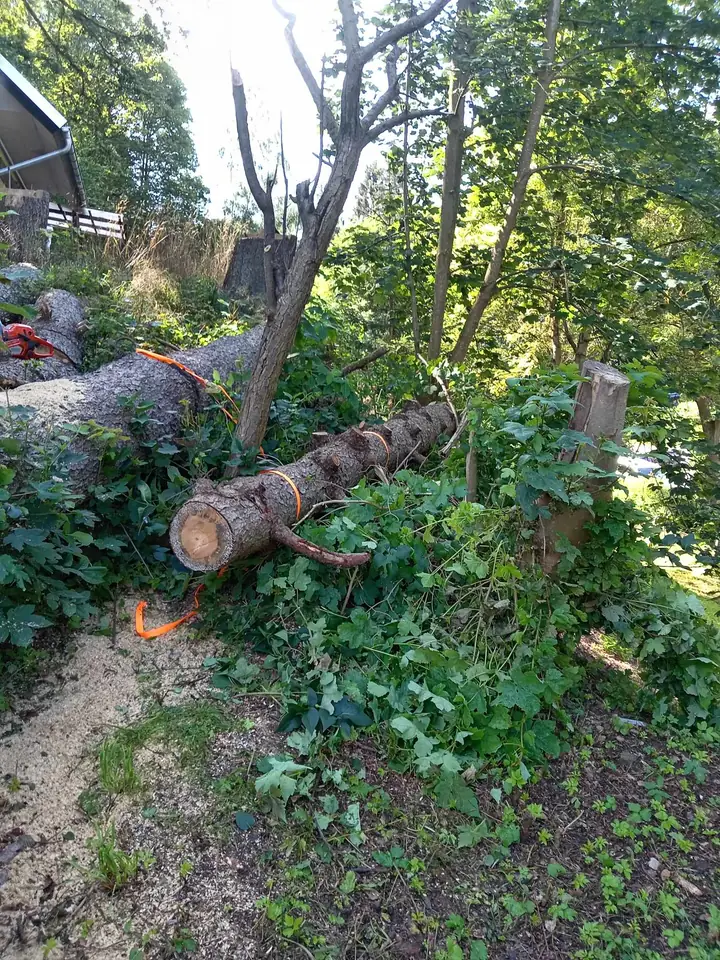 Baumstamm am Boden — Arbeit von DeinHandwerker24, Schmalkalden