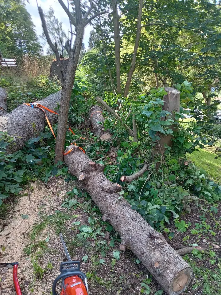 Gefällter Baum — Arbeit von DeinHandwerker24, Schmalkalden