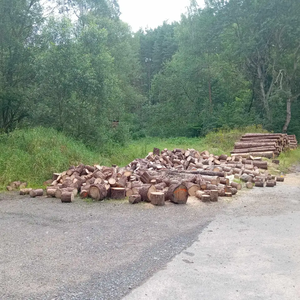 Stammholz am Waldweg — Arbeit von DeinHandwerker24, Schmalkalden