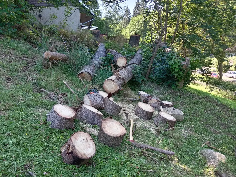 Stammstücke am Hang — Arbeit von DeinHandwerker24, Schmalkalden
